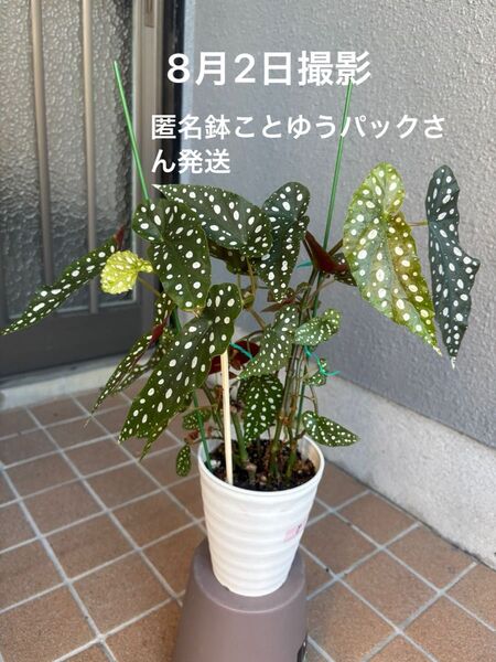 木立ベゴニア ベゴニアマクラータ 4号鉢 鉢ことゆうパック発送
