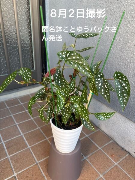 木立ベゴニア ベゴニアマクラータ 4号鉢 匿名鉢ことゆうパック発送