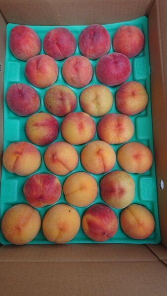 濃厚な甘さのマンゴーピーチ4、5キロ家庭用