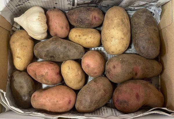 無農薬じゃがいも 4種食べ比べセット
