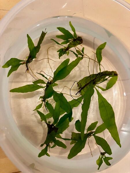 ミクロソリウム プテロプス 子株 小さめ 無農薬 アクアリウム 水草