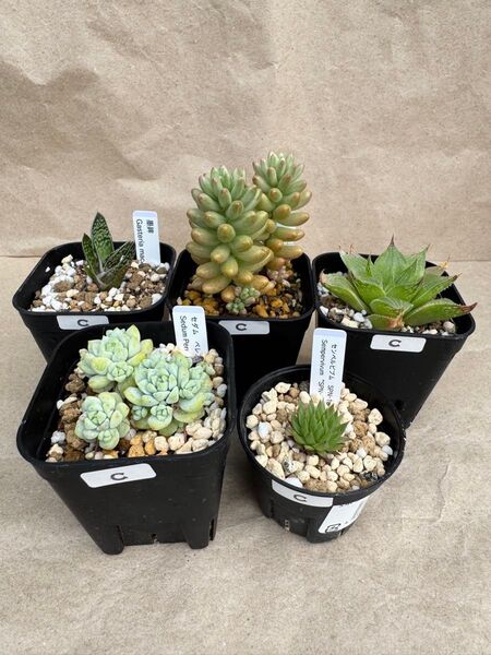 多肉植物 5点セットC セダム センベルビウム ネックレス 抜き苗 寄せ植え等に