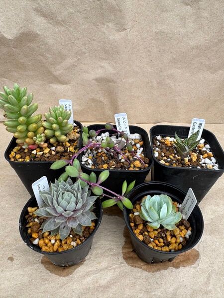 多肉植物 5点セットE セダム センベルビウム ネックレス ガステリア エケベリア 抜き苗 寄せ植え等に