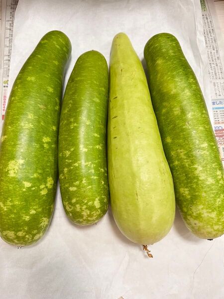 夕顔 4本(3.2kg)