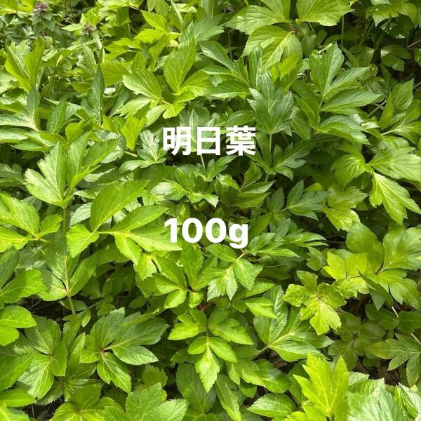 明日葉 採れたて新鮮アシタバ うさぎさん・小動物・アゲハ幼虫にも 約100g