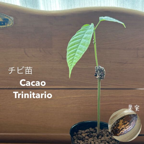 740〓カカオ トリニタリオ種 実生 熱帯果樹 チビチビ苗特価 現品 カカオラスト