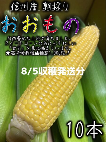 ④信州産 とうもろこし おおもの【10本】