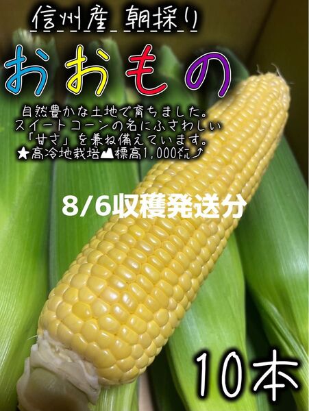 ⑥信州産 とうもろこし おおもの【10本】