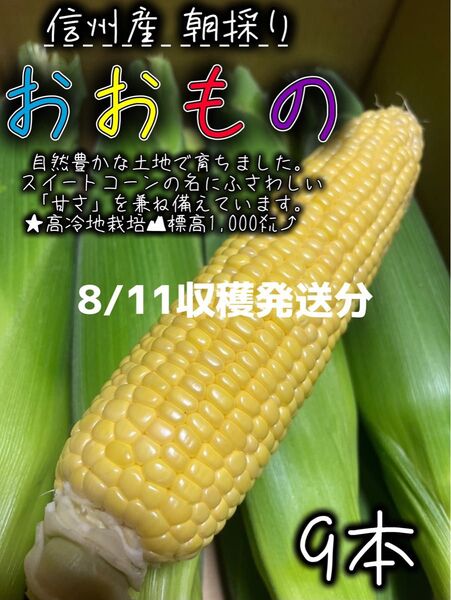 ③信州産 とうもろこし おおもの【9本】