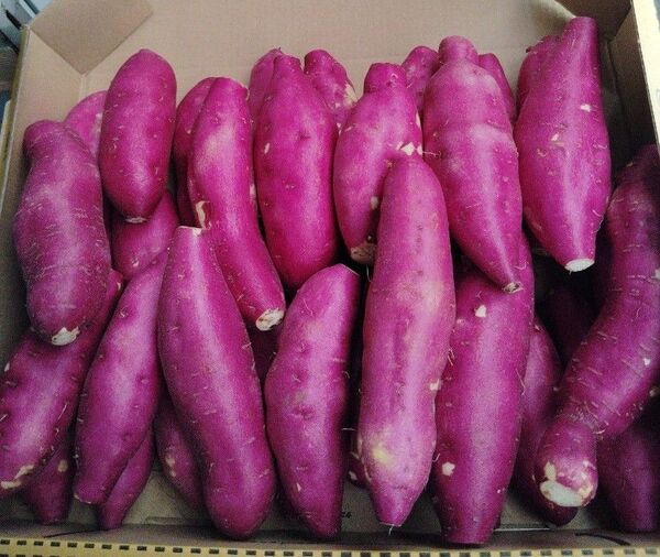これおいも宮崎紅)新さつまいも箱コミ1,6kg(3s)25個前後これお芋です。