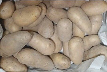 じゃがいもメークイン5kg(無農薬栽培)夏野菜のおまけ付き