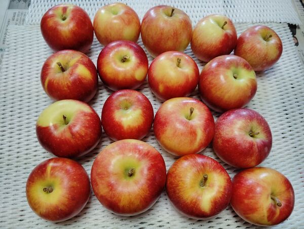 信州産リンゴ 夏あかり 2,5kg ご家庭用 希少品種