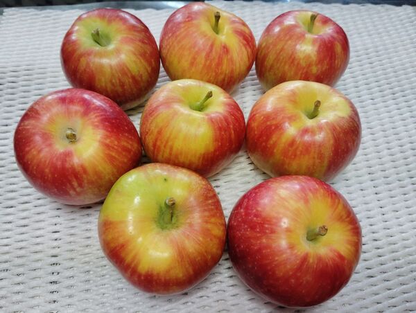 信州産リンゴ シナノレッド 1,6kg ご家庭種 希少品種 極早生品種