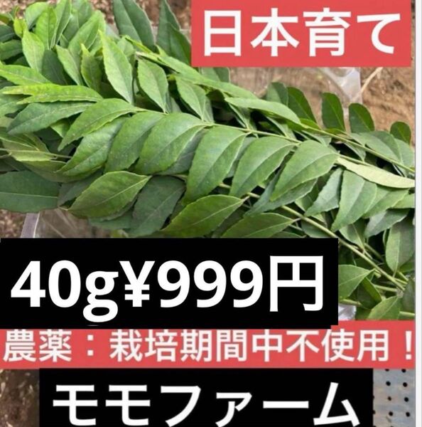 フレッシュ カレーリーフ カラピンチャKarapinchaカルピンチャ 40g