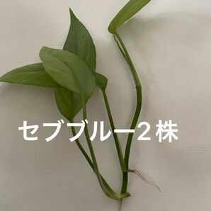 2株 ポトス エピプレムナム ピナツム セブブルー
