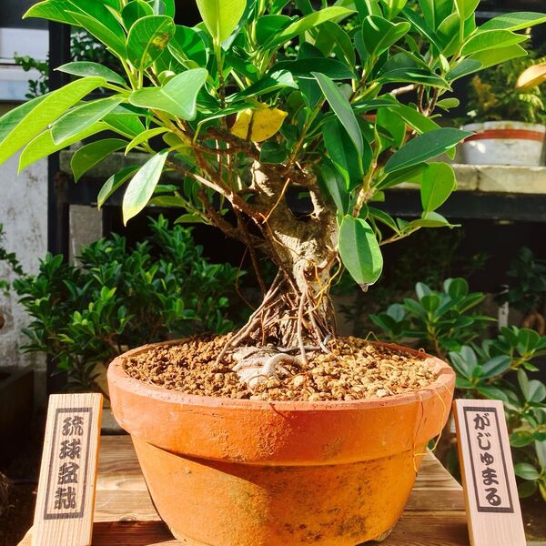 ガジュマル 盆栽 沖縄県内発送 観葉植物