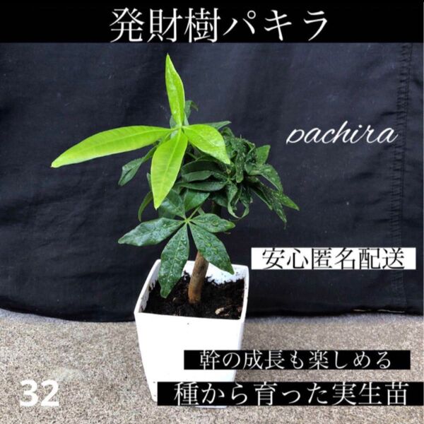 【32】種から育った実生苗 発財樹パキラ 安心匿名配送 黒ポット発送 新芽成長中