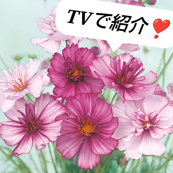 TVで紹介!花の種 コスモス レッドイリュージョン 約50粒
