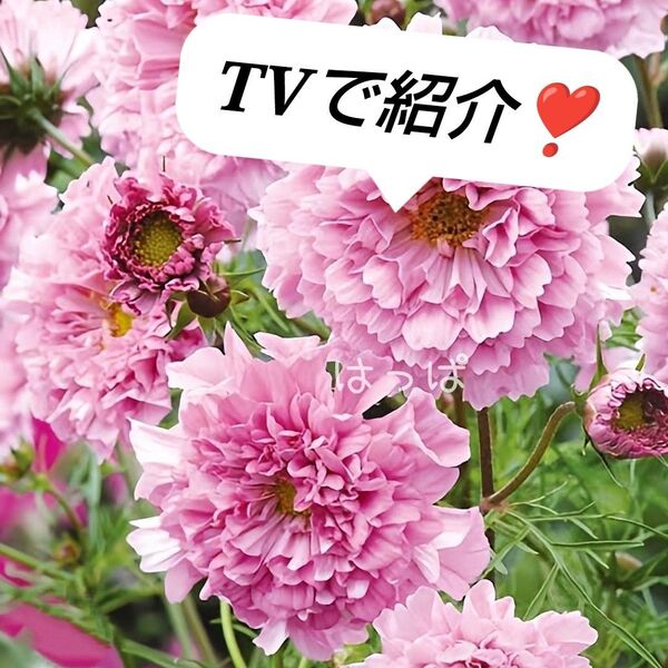 TVで紹介!花の種 八重咲きコスモス ローズボンボン 30粒