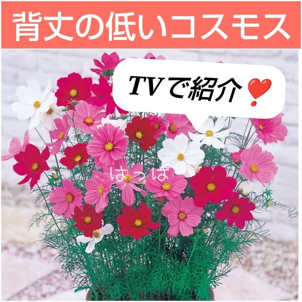 TVで紹介!花の種 背丈の低いミニコスモス mix色 50粒 わい性