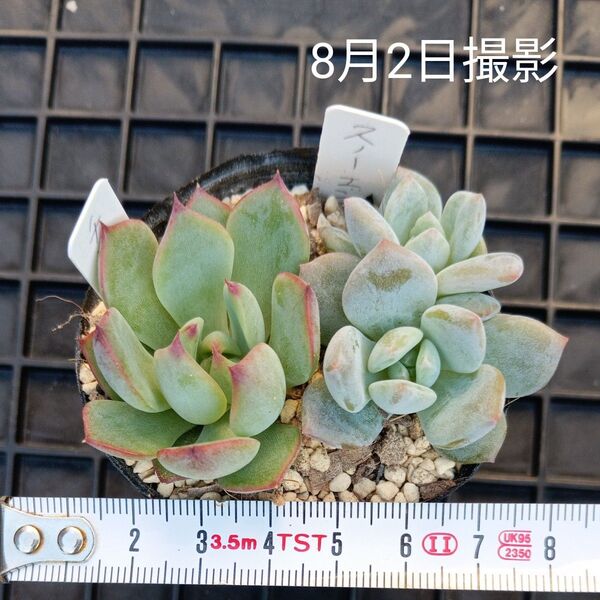 エケベリア 双頭入り2種セット(抜き苗)多肉植物