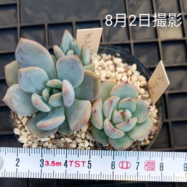 ミックスベリア入り2種セット(抜き苗)多肉植物