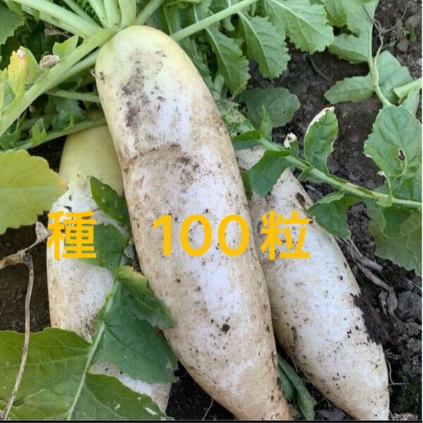 大根 だいこん 種 種子 100粒