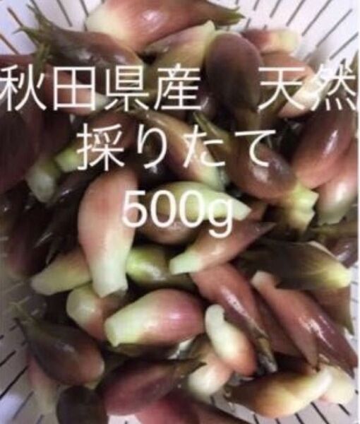 みょうが 野菜 秋田県産 新鮮 天然 採りたて 500g