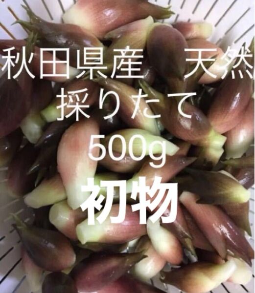 初物 みょうが 野菜 秋田県産 新鮮 天然 採りたて 500g