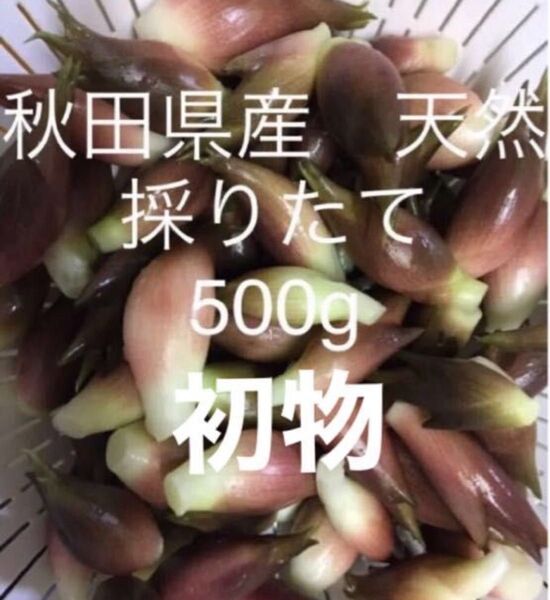 初物 みょうが 野菜 秋田県産 新鮮 天然 採りたて 500g