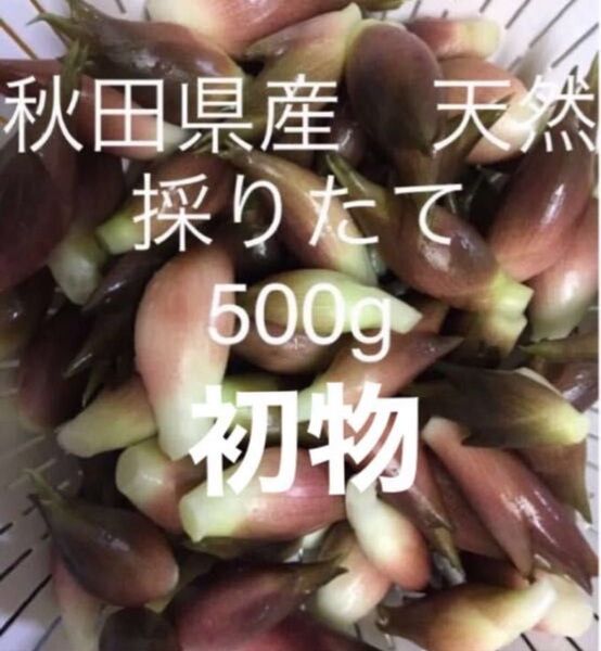 初物 みょうが 野菜 秋田県産 新鮮 天然 採りたて 500g