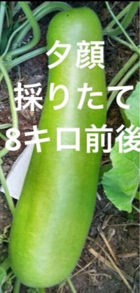 野菜 夕顔 採りたて 新鮮 農薬不使用 8キロ前後