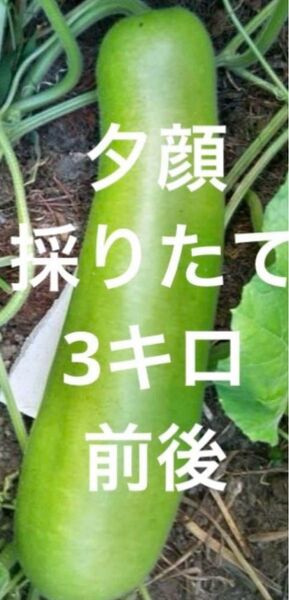 野菜 夕顔 採りたて 新鮮 農薬不使用 3キロ前後
