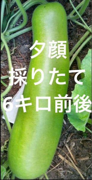 野菜 夕顔 採りたて 新鮮 農薬不使用 6キロ前後