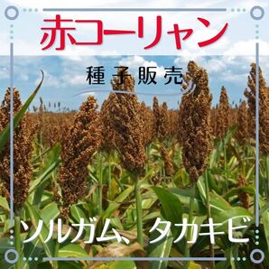 追跡番号付【種子販売】大容量:赤コーリャン*種子50粒