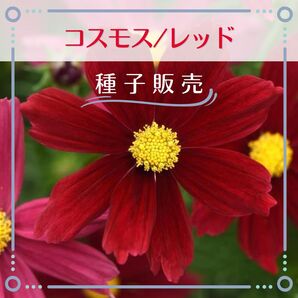 追跡番号付【種子販売】コスモス/レッド*種子20粒