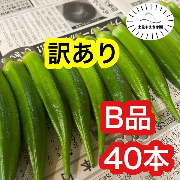 高知県産オクラ 新鮮おくら 即購入OK 産地直送 野菜b40jtpwt