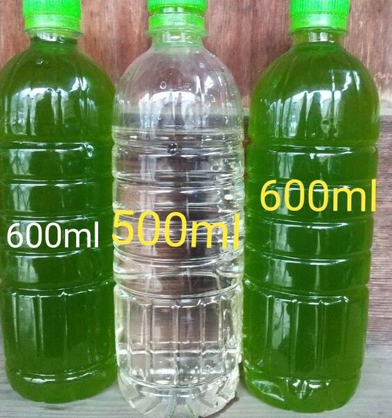 天然 グリーンウォーター(青水 種水) 1200ml& ゾウリムシ 500ml。ペットボトル発送。 メダカ 金魚 ミジンコ めだか