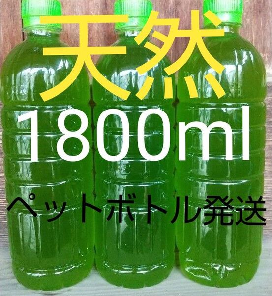 安心安全な天然 グリーンウォーター(青水、種水) 1800ml。ペットボトル発送。金魚・ メダカ ゾウリムシ ミジンコ めだか