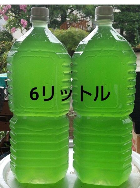 天然 グリーンウォーター(青水 種水) 6L。メダカ めだか ミジンコ ゾウリムシ らんちゅう