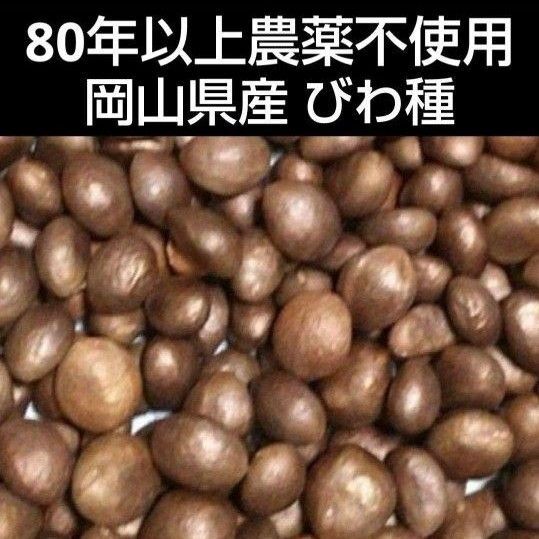 びわの種 (乾燥)500g 農薬不使用 化学肥料不使用 びわ種 ビワ種
