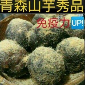★食欲の秋★青森産山の芋秀品1キロ(山芋)つくね芋 疲労回復 パワーフード アンチエイジング食材 便秘改善 山芋焼き とろろ鍋