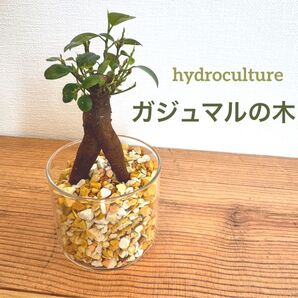 ガジュマルの木 ハイドロカルチャー 水耕栽培 インテリアグリーン アレンジメント