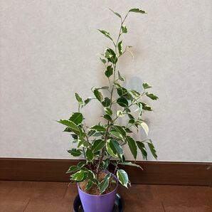 ベンジャミン スターライト