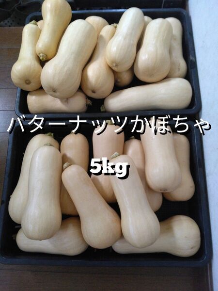 バターナッツかぼちゃ 5kg