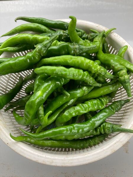 青唐辛子 げきから 50本 300g 以上 栽培期間中農薬不使用