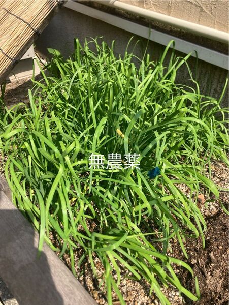 ニラの苗 10本 無農薬。抜き苗。