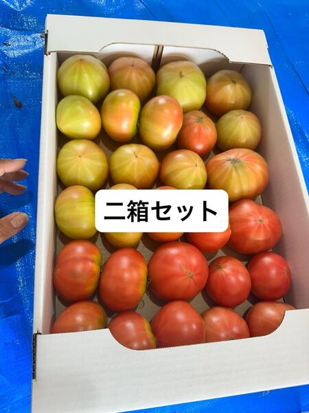 北海道下川町 フルーツトマト ハネ品 約20個から25個入りが2箱セット
