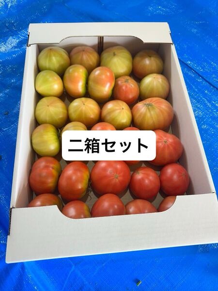 北海道下川町 フルーツトマト ハネ品 約20個から25個程度入ります