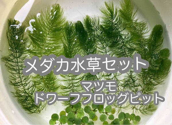 【水草セット】マツモ8本 ドワーフフロッグピット10株 (おまけ/ウォーターマッシュルーム付き)